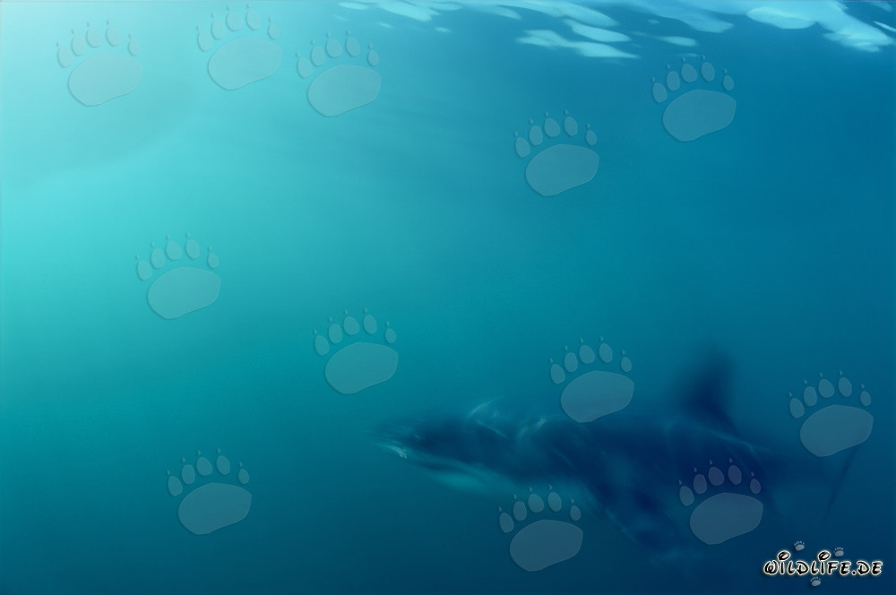 Squalo bianco maestoso che scorre attraverso l'acqua davanti all'Isola Dyer