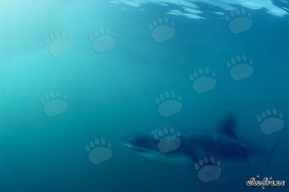 Majestätischer Weißer Hai gleitet durch das Wasser vorbei an Dyer Island