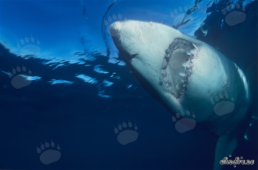 Grand requin blanc nage verticalement vers le haut
