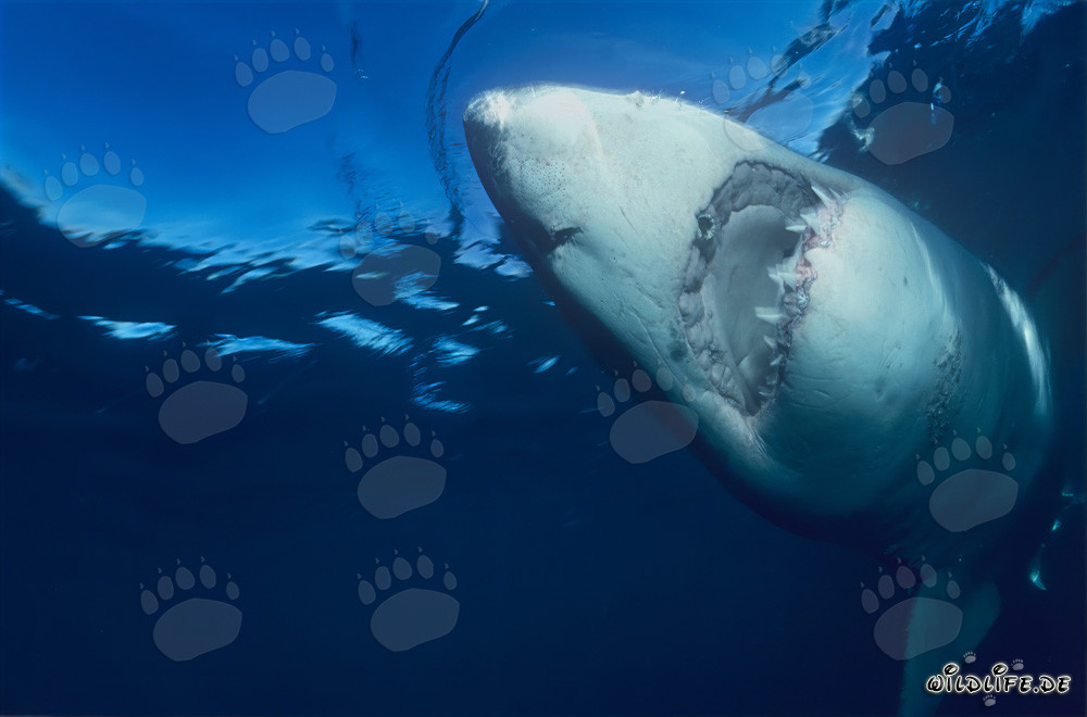 Majestic Great White Shark swimming vertically upwards