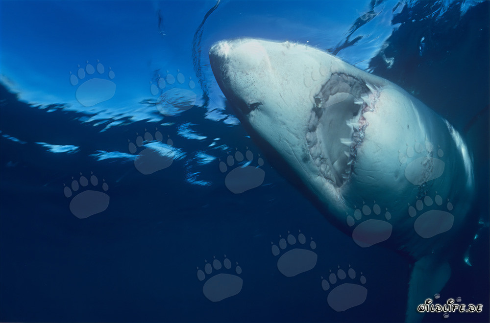 Impresionante tiburón blanco nada verticalmente hacia arriba