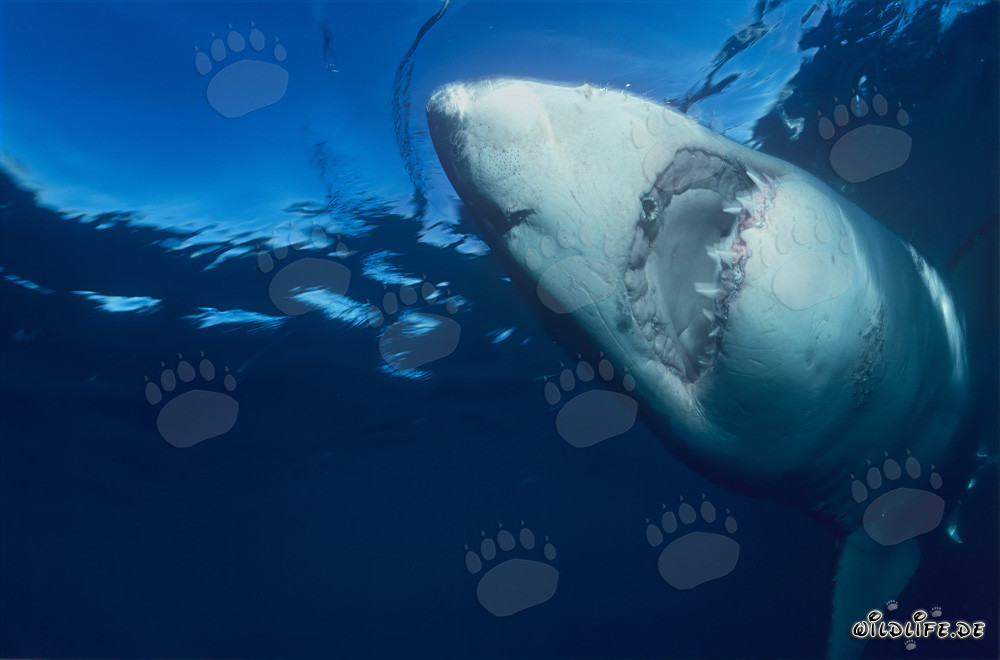 Imposanter Weißer Hai schwimmt vertikal nach oben