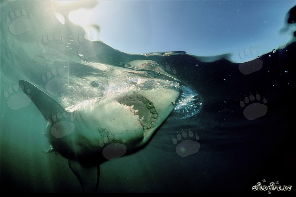 Fascination et danger : Le grand requin blanc devant l'île de Dyer, Afrique du Sud