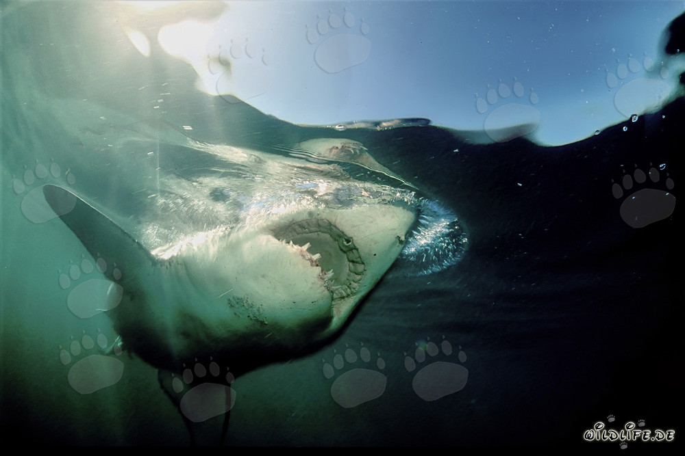 Fascination and Danger: The Great White Shark near Dyer Island, South Africa