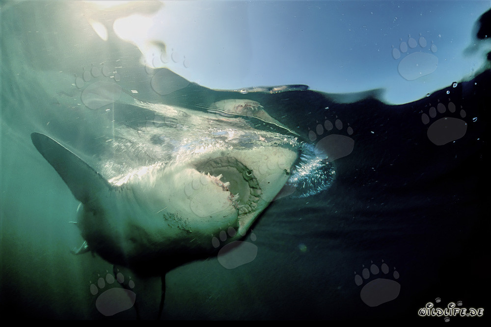 Fascino e pericolo: Lo squalo bianco di fronte all'Isola di Dyer, Sudafrica