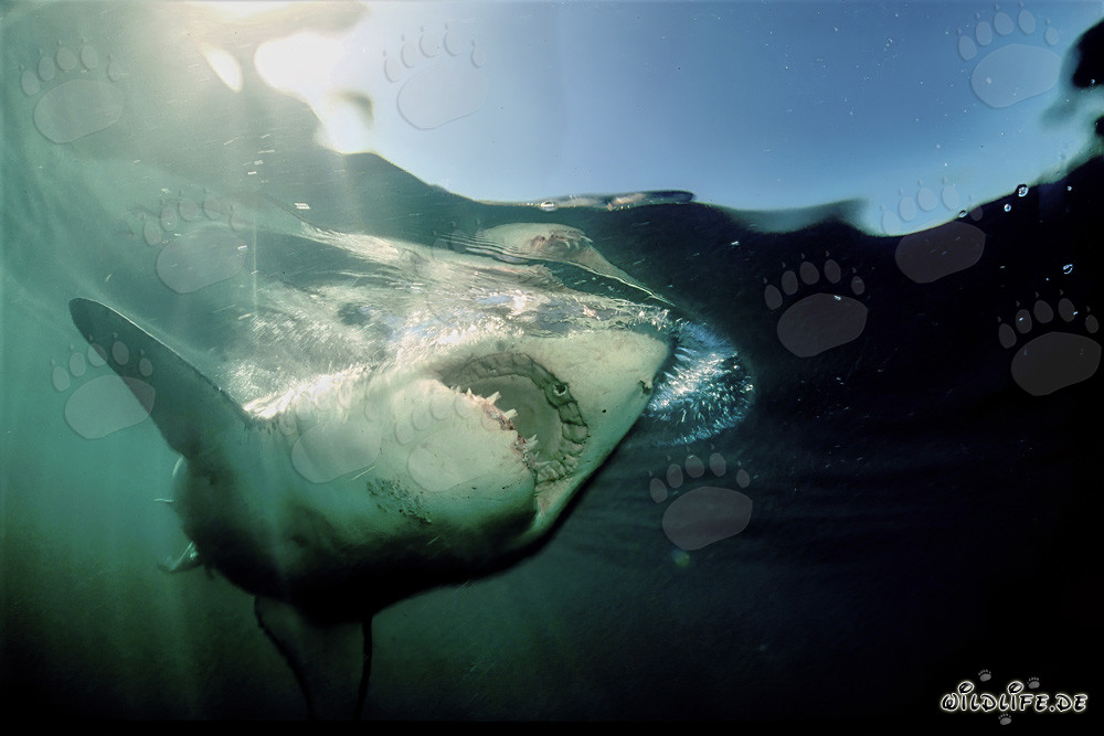 Faszination und Gefahr: Der Weiße Hai vor Dyer Island, Südafrika