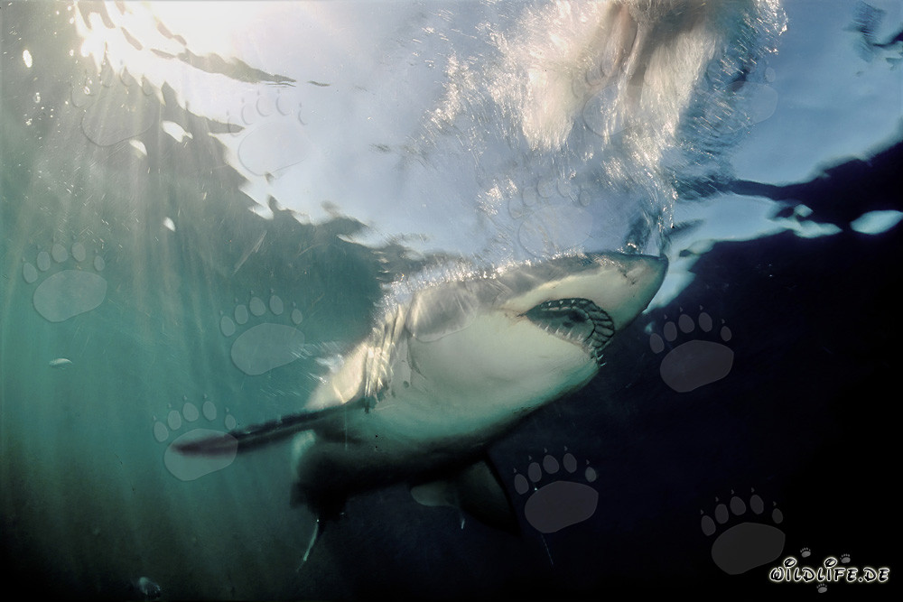 Le majestueux grand requin blanc émerge de l'obscurité de l'eau