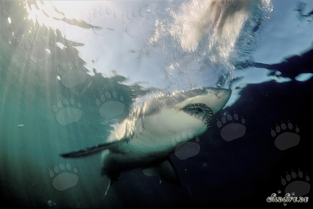 Majestic Great White Shark emerging from the dark water
