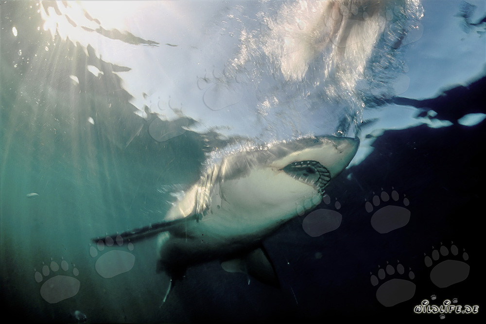 Il maestoso squalo bianco emerge dall'oscurità dell'acqua
