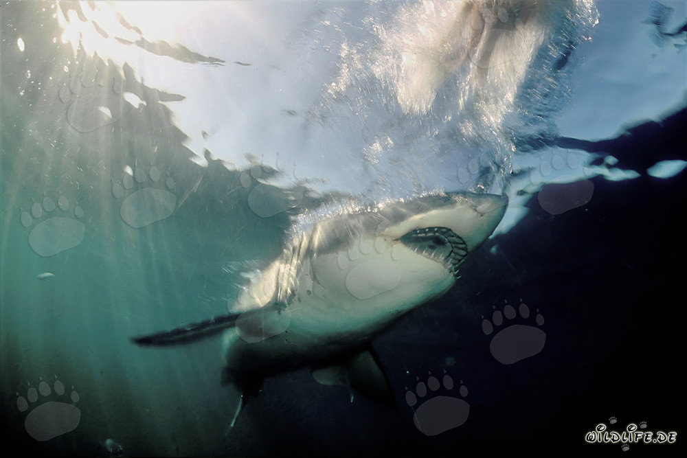 El majestuoso tiburón blanco emerge de la oscuridad del agua
