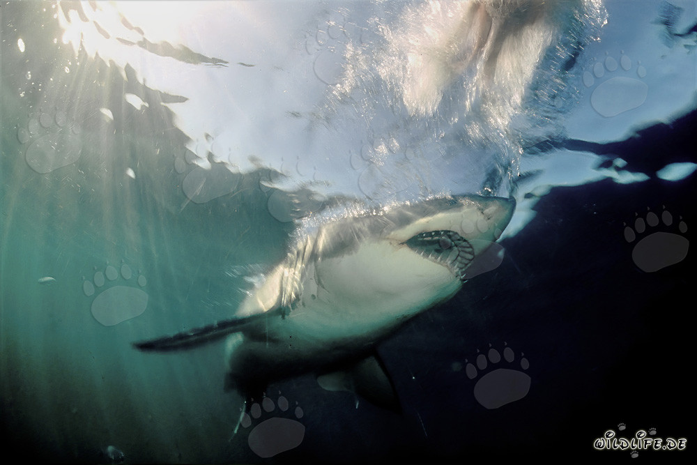 Majestätischer Weißer Hai taucht aus der Dunkelheit des Wassers auf