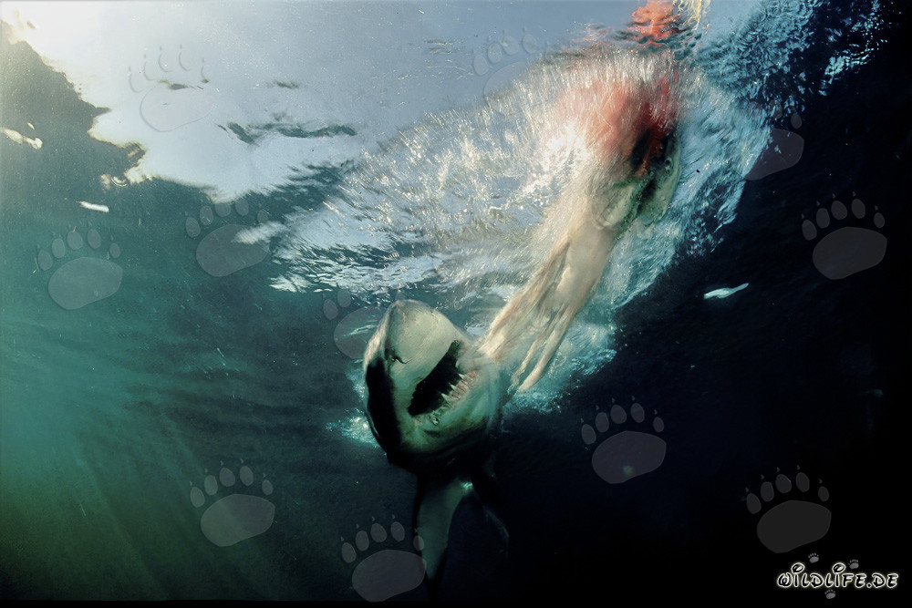 Grand requin blanc attaque sa proie