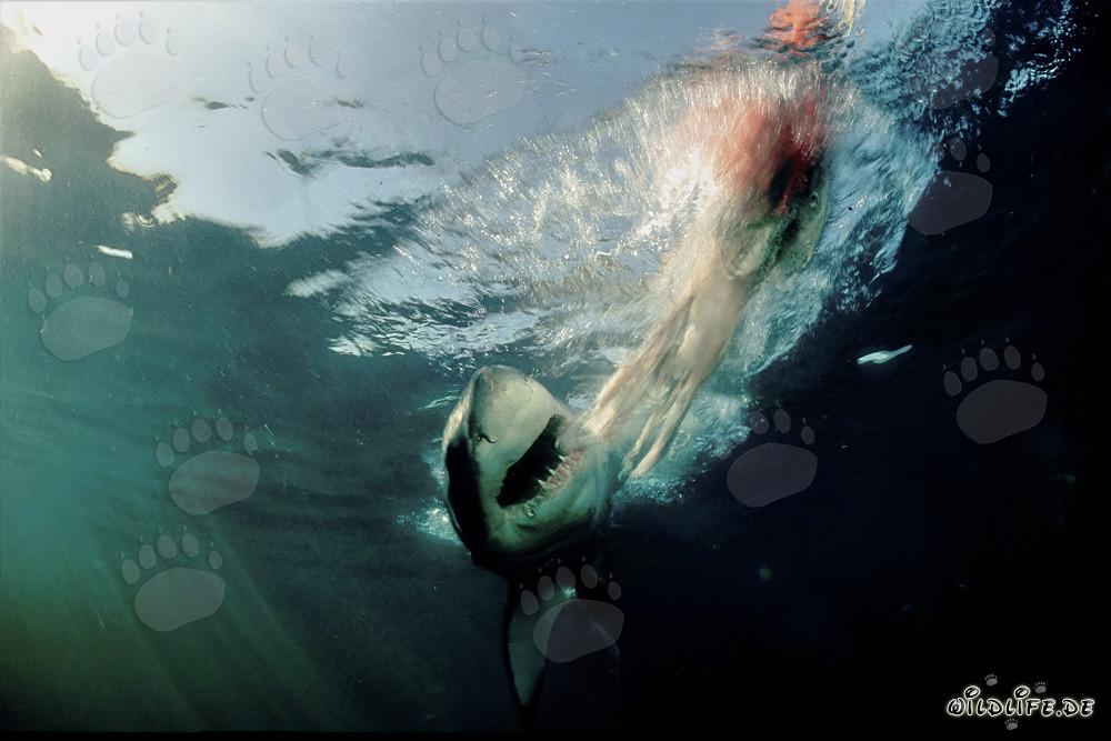 Grande squalo bianco attacca la preda