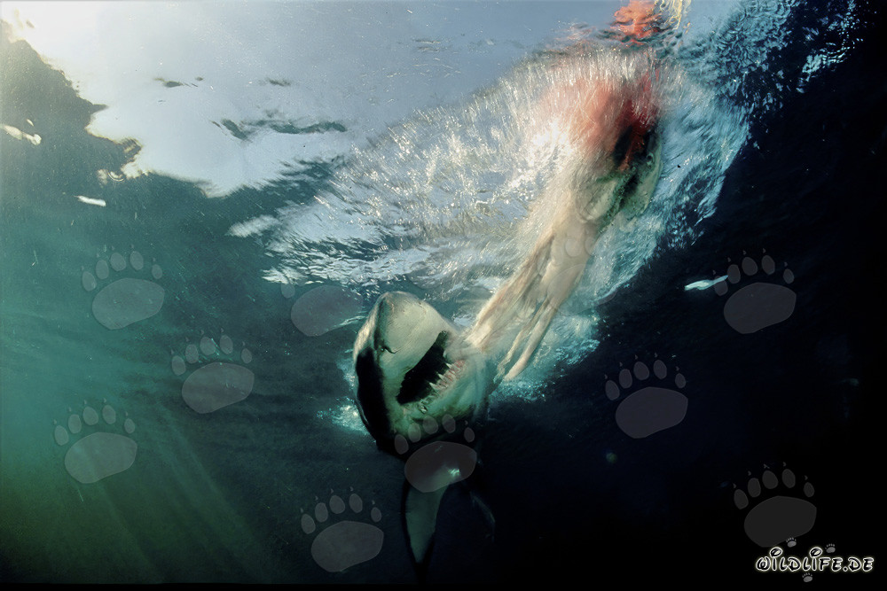 Great White Shark snapping at prey