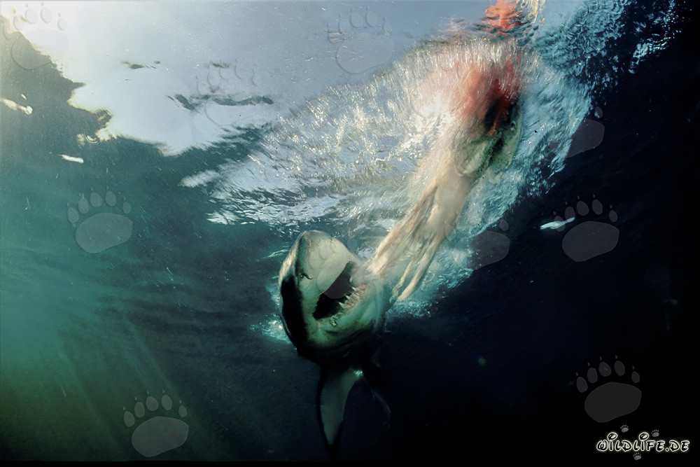 Großer Weißer Hai schnappt nach Beute