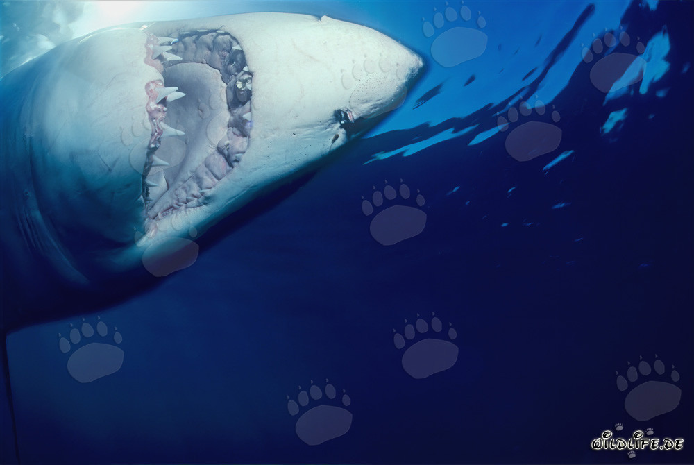 Grande squalo bianco vicino a Geyser Rock