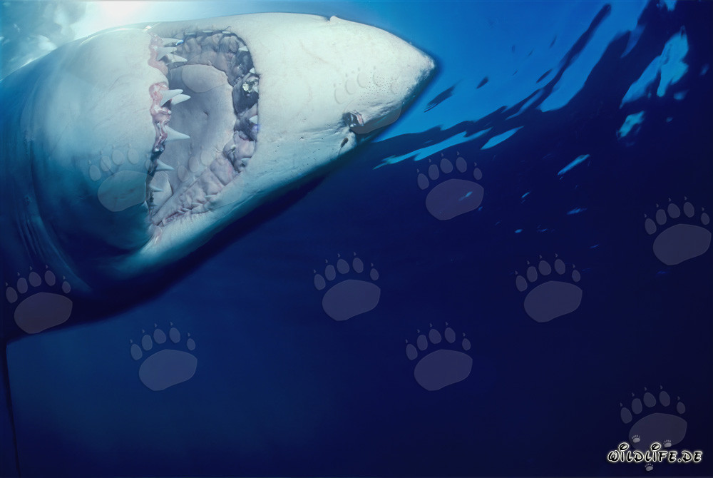 Großer Weißer Hai in der Nähe von Geyser Rock