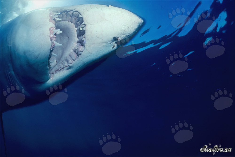Large Great White Shark near Geyser Rock