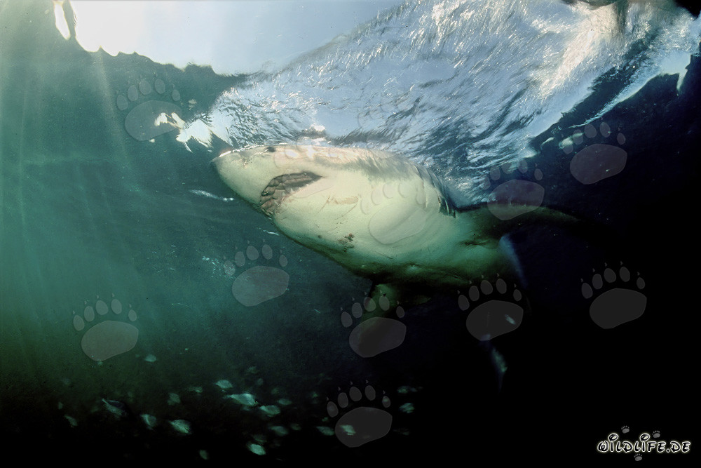 Le majestueux grand requin blanc dans les profondeurs des océans