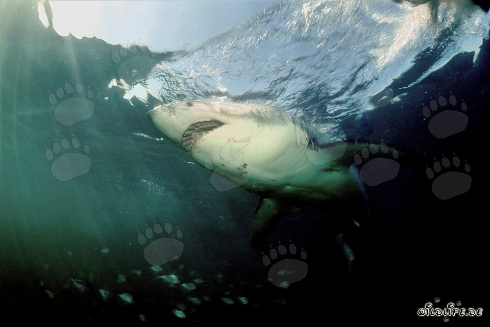 Il maestoso squalo bianco nelle profondità degli oceani