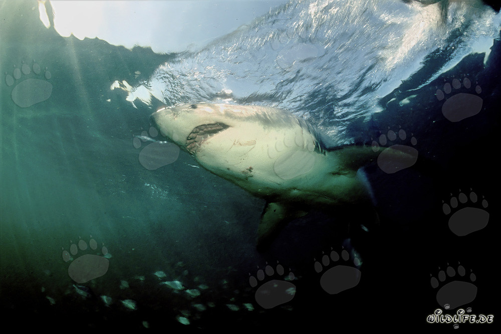El majestuoso tiburón blanco en las profundidades de los océanos