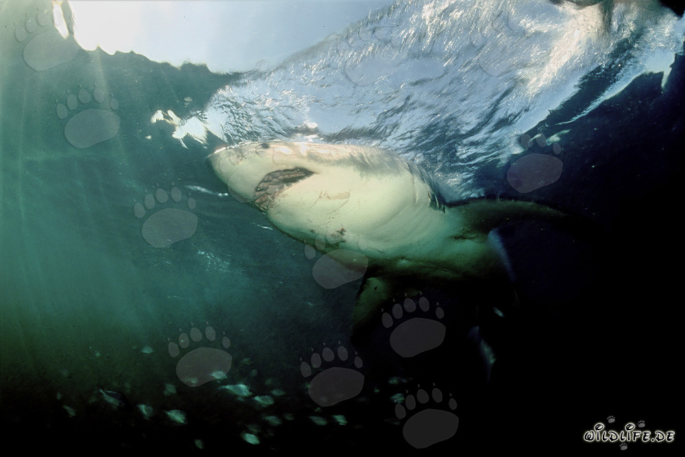 Der Majestätische Weiße Hai in den Tiefen der Ozeane