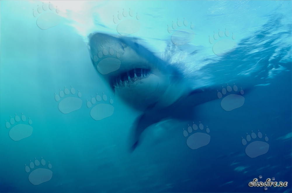 Impresionante cazador de los mares: Gran tiburón blanco