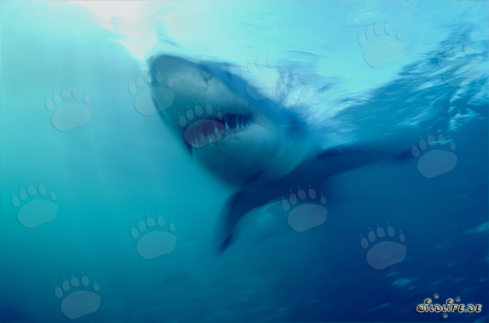 Impressionnant chasseur des mers : Grand requin blanc
