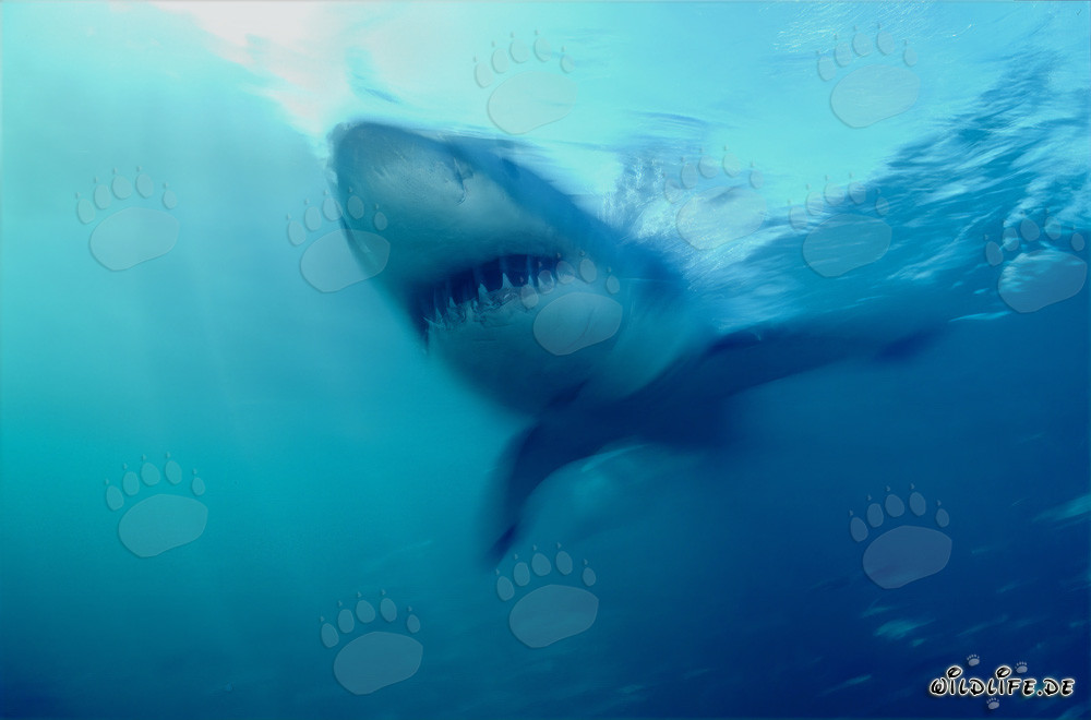 Imponente cacciatore dei mari: Grande squalo bianco