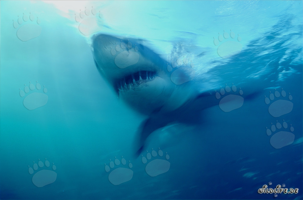 Impressive Hunter of the Seas: Great White Shark