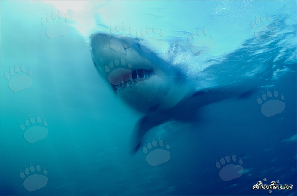 Imposanter Jäger der Meere: Großer Weißer Hai