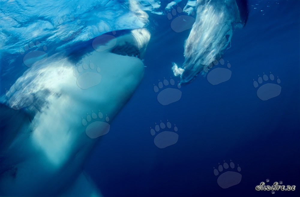 Large Great White Shark Biting Off the Coast of South Africa
