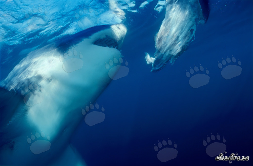 Grand requin blanc mord près de la côte sud-africaine