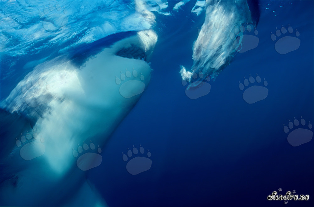 Grande squalo bianco morde al largo della costa sudafricana