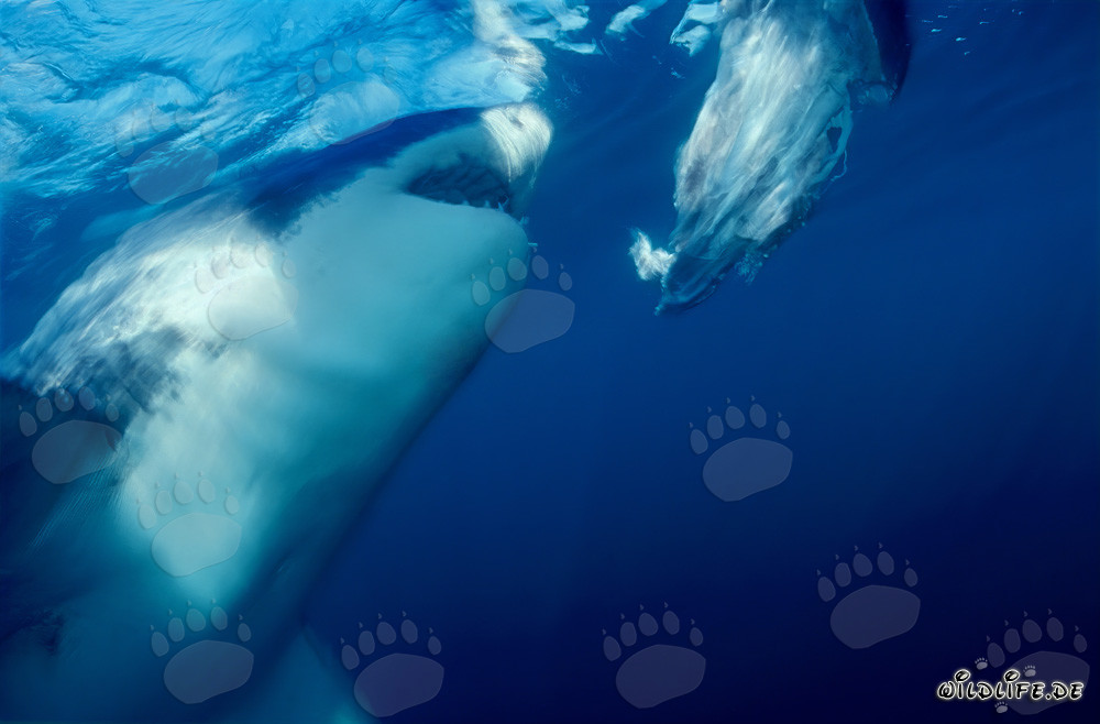Gran tiburón blanco muerde frente a la costa de Sudáfrica
