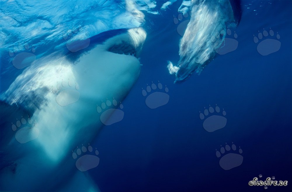 Großer Weißer Hai beißt zu vor der Küste von Südafrika