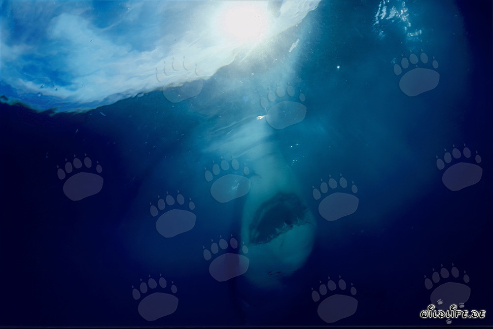 Grande squalo bianco in ripida ascesa