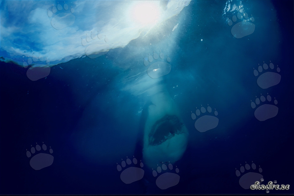 Grand requin blanc en pleine ascension raide