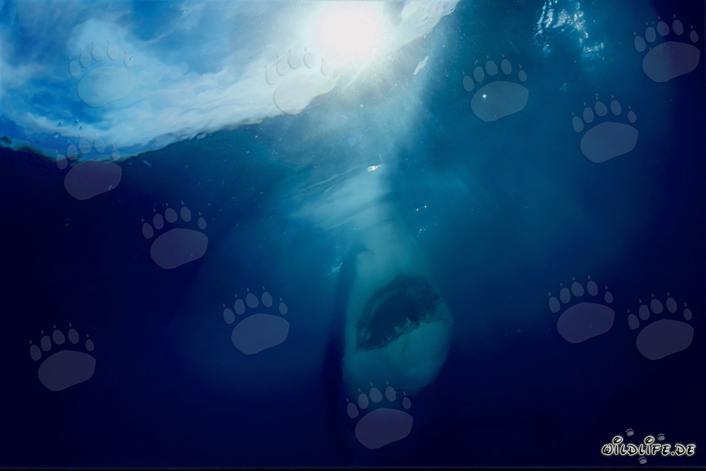 Great White Shark ascending to the ocean surface