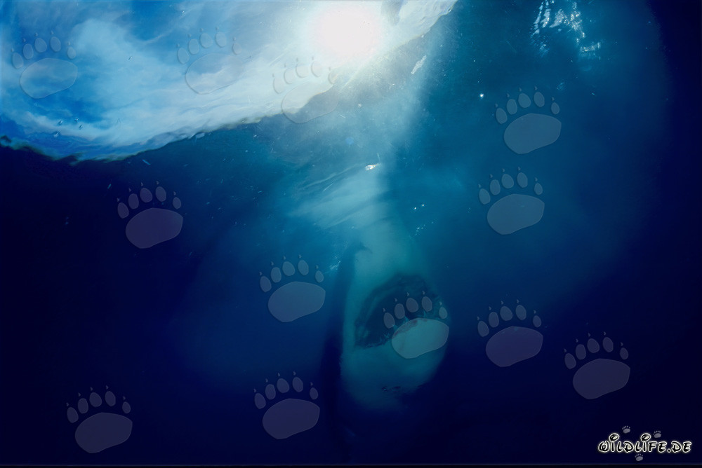 Weißer Hai im steilen Aufstieg