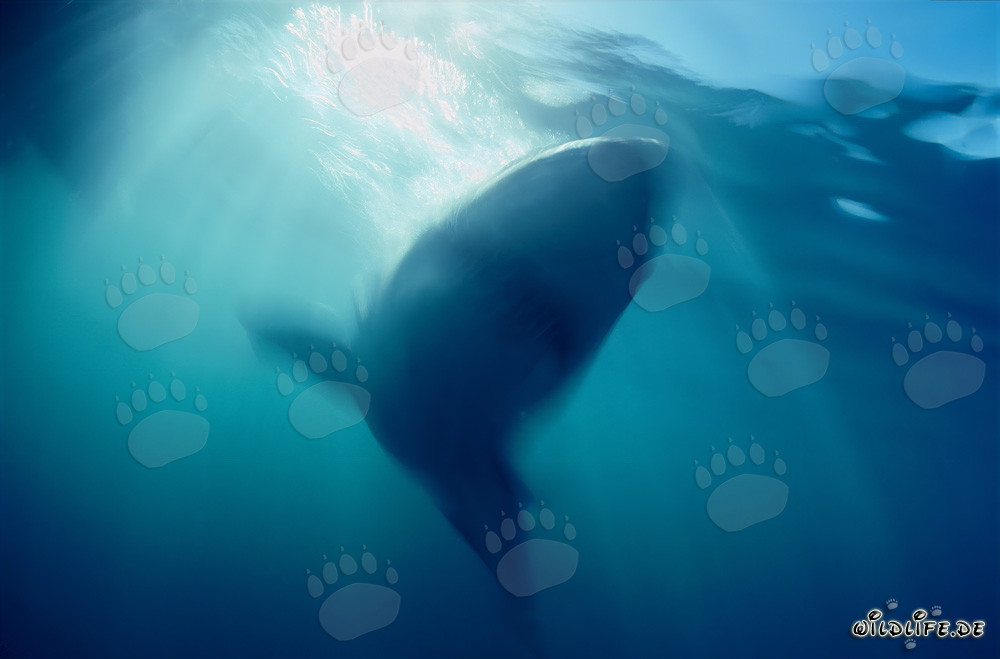 Un grand requin blanc émerge majestueusement des profondeurs de l'océan