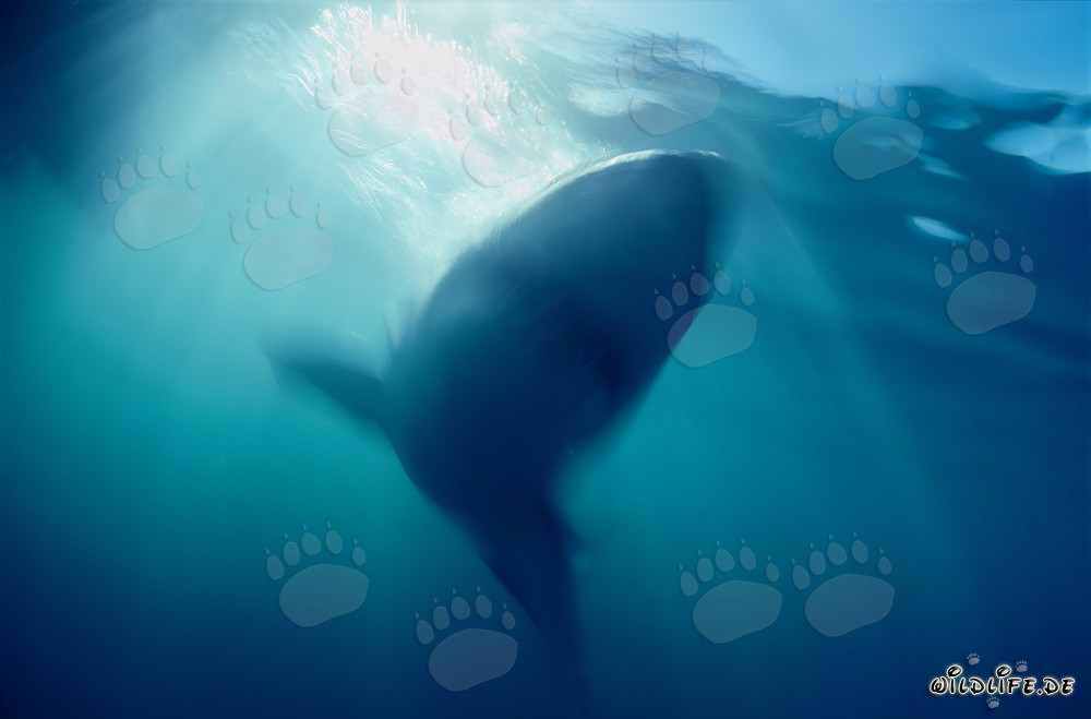 Un maestoso squalo bianco emerge dalle profondità dell'oceano