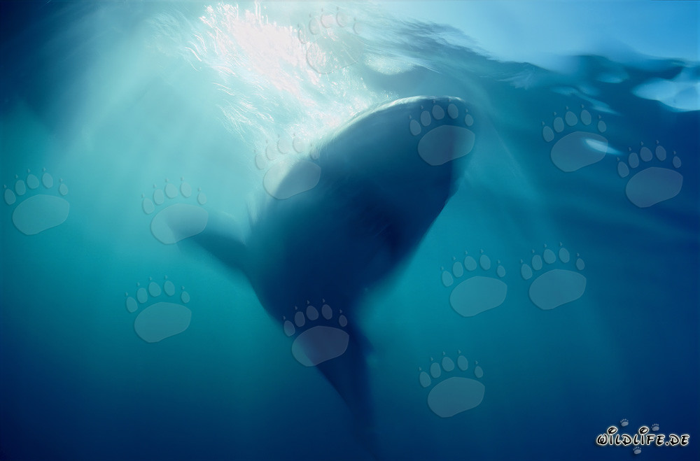 Un majestuoso tiburón blanco emerge de las profundidades del océano