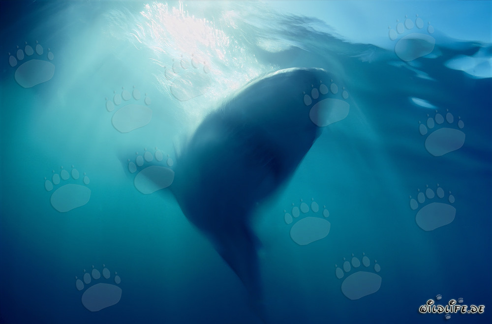 Majestätisch taucht ein Weißer Hai aus den Tiefen des Ozeans auf