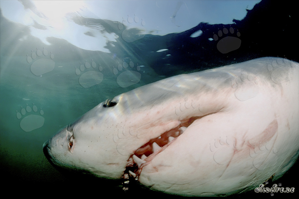 Grand requin blanc à la recherche de proies devant l'île Dyer