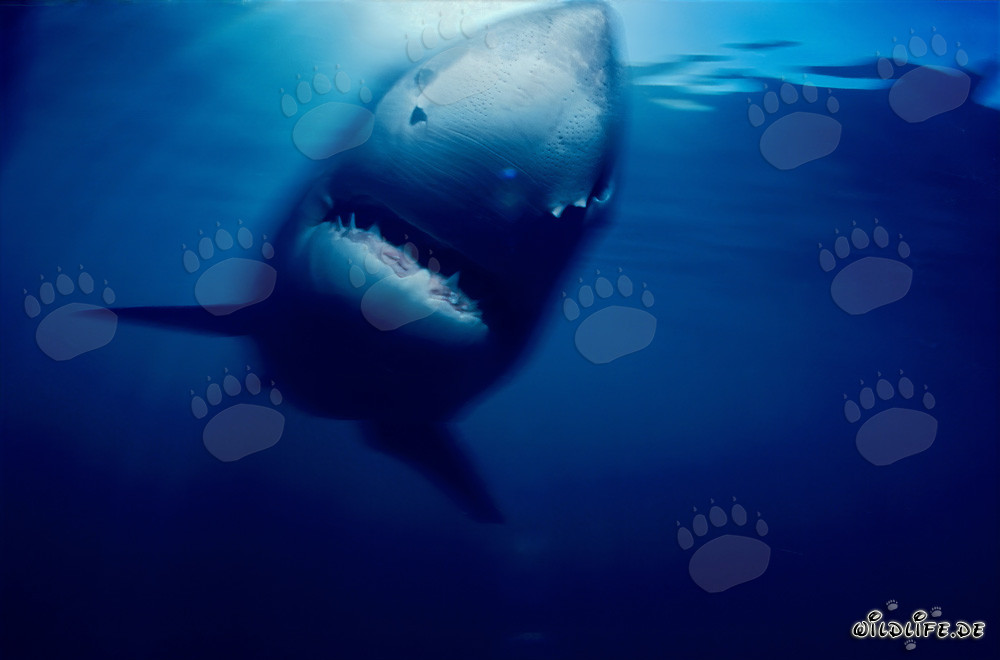 Grand Requin Blanc fascinant près de Geyser Rock et de l'île Dyer, Afrique du Sud