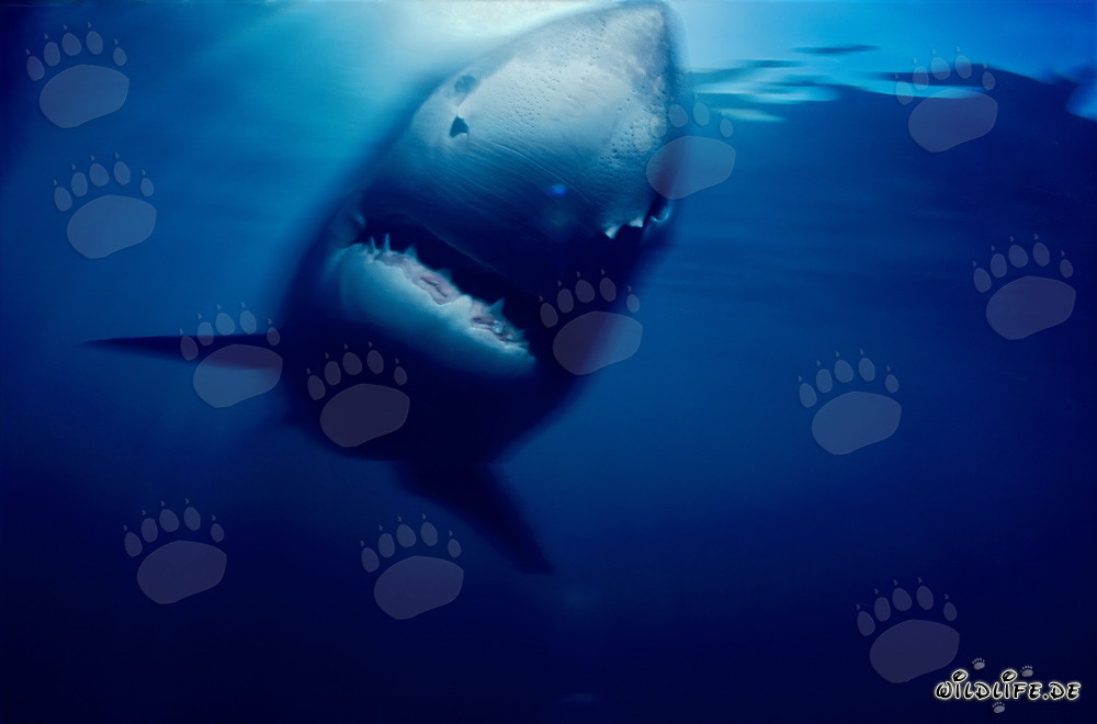 A Fascinating Great White Shark near Geyser Rock and Dyer Island, South Africa
