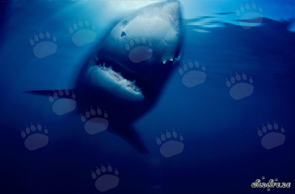 Affascinante Squalo Bianco vicino a Geyser Rock e Isola Dyer, Sudafrica