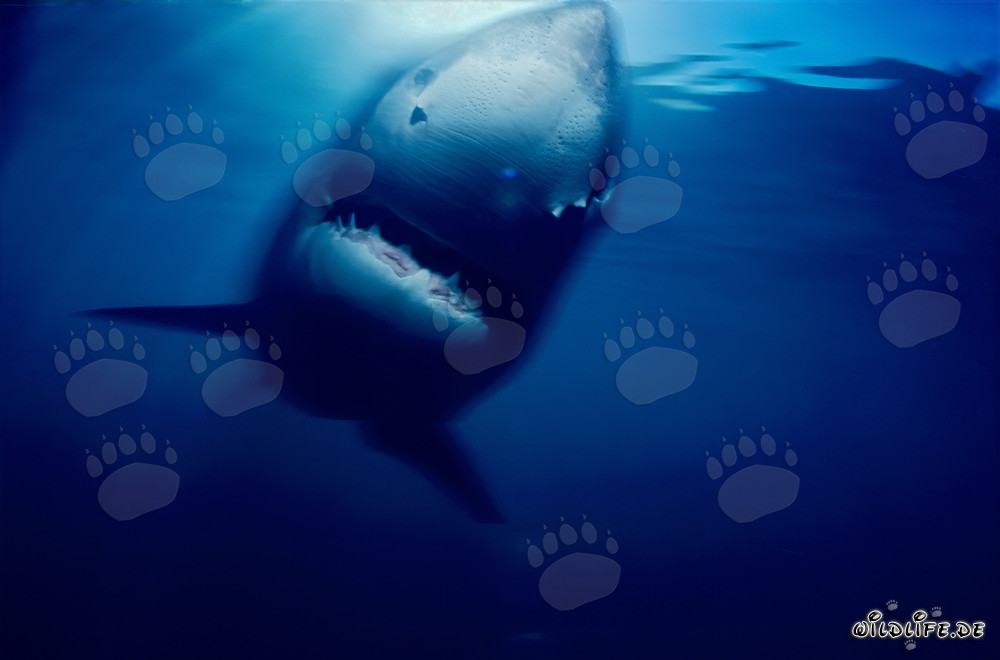 Faszinierender Weißer Hai in der Nähe von Geyser Rock und Dyer Island, Südafrika