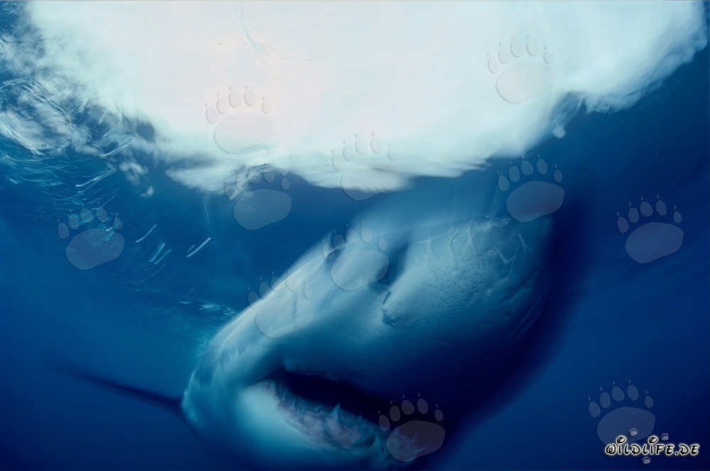 Affascinante Grande Squalo Bianco al largo della costa sudafricana